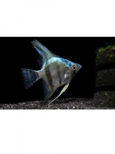 Escalar Azul